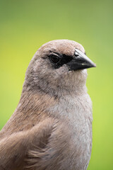 Portrait of a brown wild bird with a piercing gaze