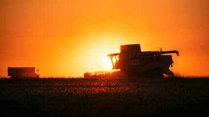 Fototapeta premium Combine harvester working at sunset