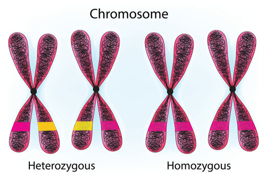 heterozygous homozygous and chromosomes