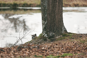 Wild raccoon poking head over hill and looking at camera