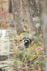 Wild raccoon next to a tree and pond looking at camera