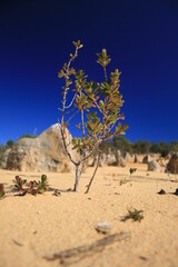 Small little tree in the pinnacle desert