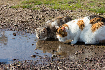 Homeless cats drink water from a puddle. Help homeless animals.