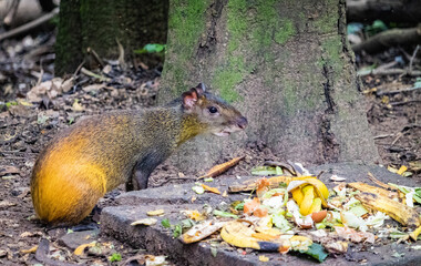Bosque dos Jequitibás