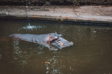 Bosque dos Jequitib&aacute;s
