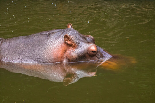 Bosque dos Jequitib&aacute;s