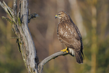 Buzzard Buteo buteo sitting on dead tree	