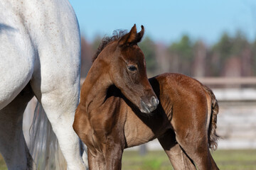 Young pretty arabian horse foal and his mother on summer background, portrait closeup