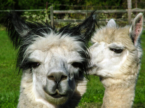 Horizontal image of smiling gray, white-and-black huacaya alpaca looking into the camera, with another alpaca in the background