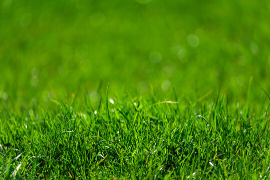 Fresh green grass. Abstract spring background.
