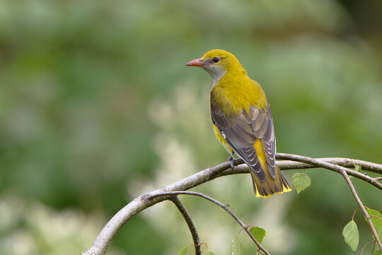 Eurasian Golden-Oriole Oriolus oriolus female in spring, natural colorful forest background 