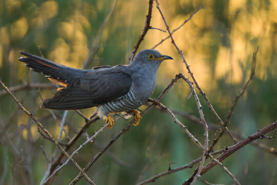Common cuckoo Cuculus canorus - adult male sitting on the small bush twig, natural colorful background, portrait, closeup	