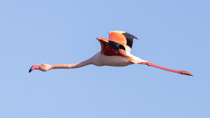 Naklejka premium Pink flamingo in flight in the blue sky