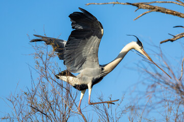 Ashy heron in flight with a twig in its beak to build a nest