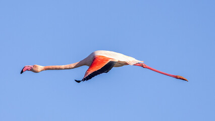 Fototapeta premium Pink flamingo in flight in the blue sky