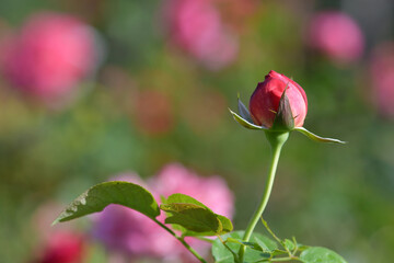 The rose buds are blooming in the garden.