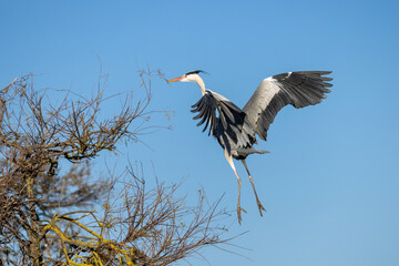 Ashy heron in flight with a twig in its beak to build a nest
