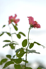 pink roses blooming in the garden
