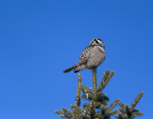 Northern Hawk Owl Perched on Top of the Pine Tree on Blue Sky