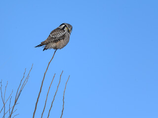 Northern Hawk Owl Perched on Top of the Tree on Blue Sky