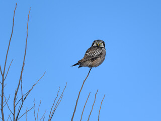 Northern Hawk Owl Perched on Top of the Tree on Blue Sky