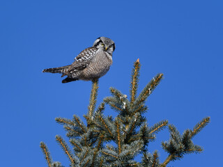 Northern Hawk Owl Perched on Top of the Pine Tree on Blue Sky