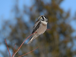 Northern Hawk Owl Perched on Top of the Tree against Pine Trees