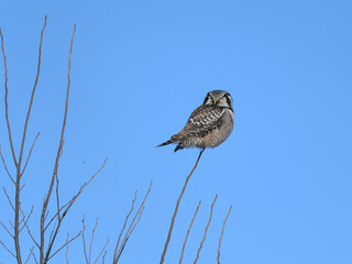 Northern Hawk Owl Perched on Top of the Tree on Blue Sky in Winter