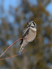 Northern Hawk Owl Perched on Top of the Tree against Pine Trees