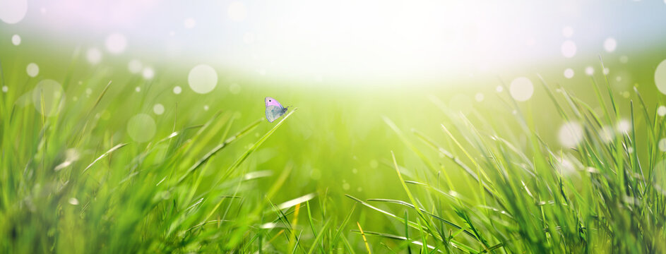 Fresh green grass and butterfly against blue sky and sun beams. Abstract spring background