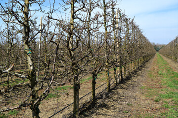 Apple garden in the spring.