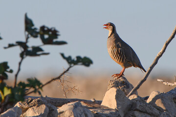 Rock Partridge Alectoris graeca, beautiful colored bird Pag island, Croatia, natural stone...