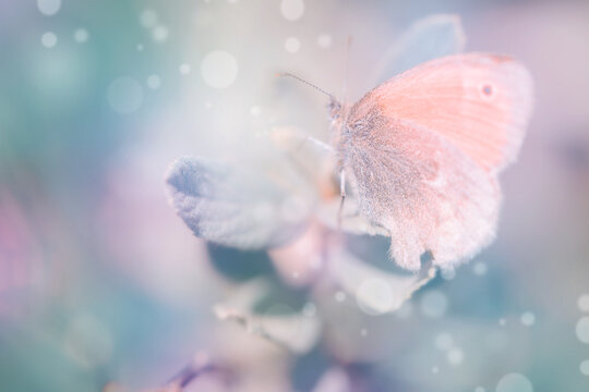 Fresh green grass and butterfly in morning cool haze. Abstract spring background.