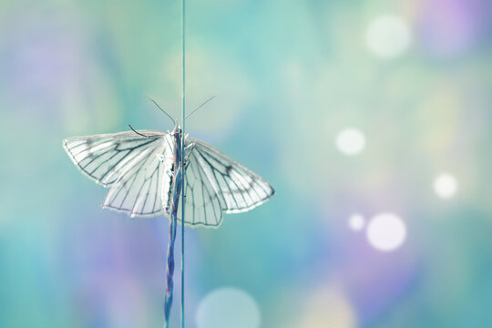 Fresh green grass and butterfly in morning cool haze. Abstract spring background.