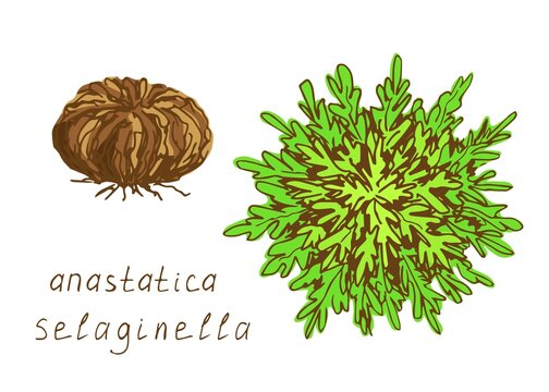 Desert plant spores, selaginella lepidophylla, jericho rose, resurrection flower, anastatica isolated on white background. Hand-drawn vector color drawing, bright green, set.