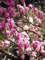 Close up of a magnolia tree branch, with lots of pink flowers blossoming, a sunny spring day at the park