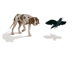 chien, en arrêt, braque, corbeau , allemagne, mâle, femelle, animal de compagnie, brun, isolé, mammifère, chiot, race, blanc, de race, court, portrait, chasse, chassant, joli, braque de weimar à poil  © behzadillustrations