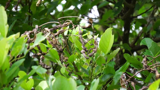 Erythrina fusca (Also called purple coraltree, gallito, bois immortelle, bucayo) flower. Used as a traditional medicine for itching by boiling the leaves