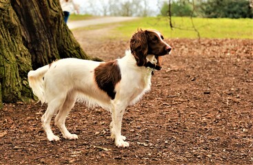 Spaniel gazing