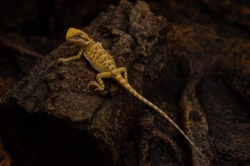Bearded agama on a square tree. Shot in the studio.