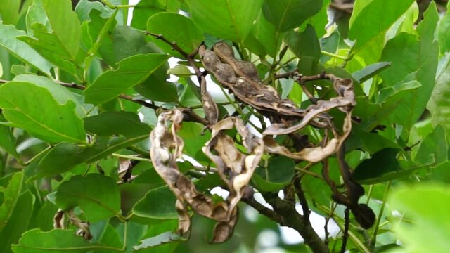 Erythrina fusca (Also called purple coraltree, gallito, bois immortelle, bucayo) flower. Used as a traditional medicine for itching by boiling the leaves
