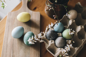 Easter eggs on rustic table with cherry blossoms. Happy Easter! Natural dyed colorful eggs in paper tray on wooden board and spring flowers in rustic room. Moody atmospheric image