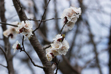 Branches of a blossoming apricot on a background of blue sky. Spring bloom.