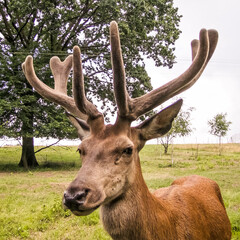 A young deer in a breeding yard. © Adam