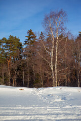 trees in winter on a sunny day