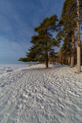 trees in winter on a sunny day