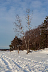 trees in winter on a sunny day
