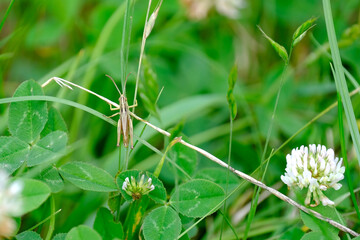 summer wildflowers, the insect is a filly in the grass, panoramic photo daisies, camellias in green summer field, natural, environmental concept, background for designer for postcards, wallpapers