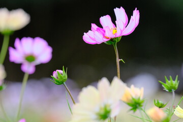 Cosmos flower field