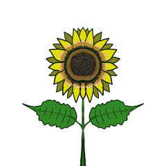A sunflower with green leaves in a flat style, isolated on a white background. 